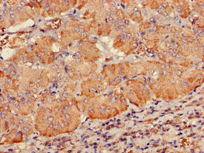 PDE2A Antibody - Immunohistochemistry of paraffin-embedded human adrenal gland tissue using PDE2A Antibody at dilution of 1:100