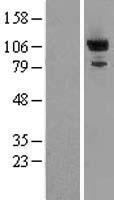 PDE2A Protein - Western validation with an anti-DDK antibody * L: Control HEK293 lysate R: Over-expression lysate