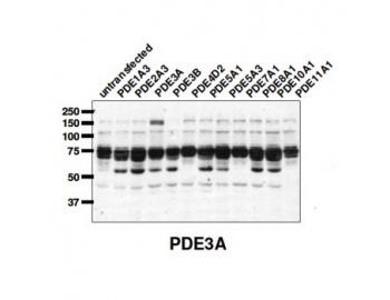 PDE3A Antibody - Western blot of PDE3A antibody (1:2,000) against lysate from COS cells transfected with the indicated human PDE isoform.