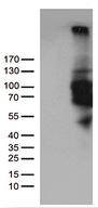 PDE3B Antibody - HEK293T cells were transfected with the pCMV6-ENTRY control. (Left lane) or pCMV6-ENTRY PDE3B. (Right lane) cDNA for 48 hrs and lysed