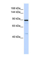 PDE3B Antibody - PDE3B antibody Western blot of 293T cell lysate. This image was taken for the unconjugated form of this product. Other forms have not been tested.