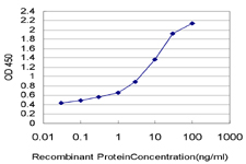 PDE3B Antibody - Detection limit for recombinant GST tagged PDE3B is approximately 0.03 ng/ml as a capture antibody.