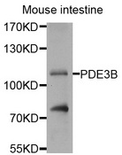 PDE3B Antibody - Western blot analysis of extracts of mouse intestine cells.