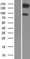 PDE3B Protein - Western validation with an anti-DDK antibody * L: Control HEK293 lysate R: Over-expression lysate