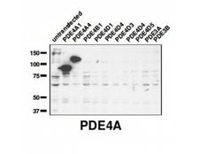PDE4A / PDE4 Antibody - Western blot of PDE4A antibody (1:2,000) against lysate from COS cells transfected with the indicated human PDE isoform.