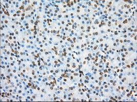 PDE4A / PDE4 Antibody - Immunohistochemical staining of paraffin-embedded Human pancreas tissue using anti-PDE4A mouse monoclonal antibody. (Dilution 1:50).