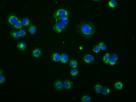 PDE4A / PDE4 Antibody - Immunofluorescent staining of HT29 cells using anti-PDE4A mouse monoclonal antibody.