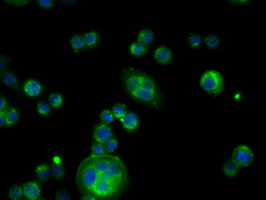 PDE4A / PDE4 Antibody - Immunofluorescent staining of HT29 cells using anti-PDE4A mouse monoclonal antibody.