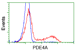 PDE4A / PDE4 Antibody - HEK293T cells transfected with either overexpress plasmid (Red) or empty vector control plasmid (Blue) were immunostained by anti-PDE4A antibody, and then analyzed by flow cytometry.