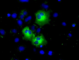 PDE4A / PDE4 Antibody - Anti-PDE4A mouse monoclonal antibody  immunofluorescent staining of COS7 cells transiently transfected by pCMV6-ENTRY PDE4A.
