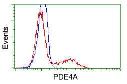 PDE4A / PDE4 Antibody - HEK293T cells transfected with either overexpress plasmid (Red) or empty vector control plasmid (Blue) were immunostained by anti-PDE4A antibody, and then analyzed by flow cytometry.