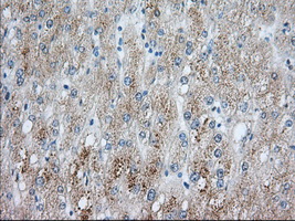 PDE4A / PDE4 Antibody - IHC of paraffin-embedded Human liver tissue using anti-PDE4A mouse monoclonal antibody. (Dilution 1:50).