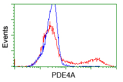 PDE4A / PDE4 Antibody - HEK293T cells transfected with either overexpress plasmid (Red) or empty vector control plasmid (Blue) were immunostained by anti-PDE4A antibody, and then analyzed by flow cytometry.