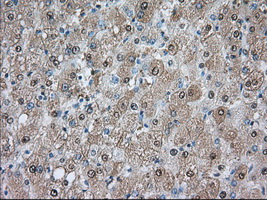 PDE4A / PDE4 Antibody - IHC of paraffin-embedded liver tissue using anti-PDE4A mouse monoclonal antibody. (Dilution 1:50).
