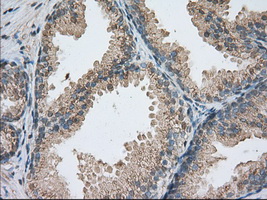 PDE4A / PDE4 Antibody - IHC of paraffin-embedded prostate tissue using anti-PDE4A mouse monoclonal antibody. (Dilution 1:50).