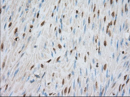 PDE4A / PDE4 Antibody - IHC of paraffin-embedded colon tissue using anti-PDE4A mouse monoclonal antibody. (Dilution 1:50).