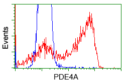PDE4A / PDE4 Antibody - HEK293T cells transfected with either pCMV6-ENTRY PDE4A (Red) or empty vector control plasmid (Blue) were immunostained with anti-PDE4A mouse monoclonal, and then analyzed by flow cytometry.