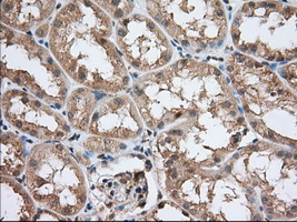 PDE4A / PDE4 Antibody - IHC of paraffin-embedded Human Kidney tissue using anti-PDE4A mouse monoclonal antibody. (Dilution 1:50).