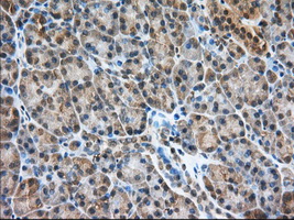 PDE4A / PDE4 Antibody - IHC of paraffin-embedded Human pancreas tissue using anti-PDE4A mouse monoclonal antibody. (Dilution 1:50).