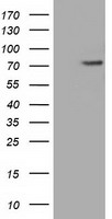 PDE4A / PDE4 Antibody - HEK293T cells were transfected with the pCMV6-ENTRY control (Left lane) or pCMV6-ENTRY PDE4A (Right lane) cDNA for 48 hrs and lysed. Equivalent amounts of cell lysates (5 ug per lane) were separated by SDS-PAGE and immunoblotted with anti-PDE4A.