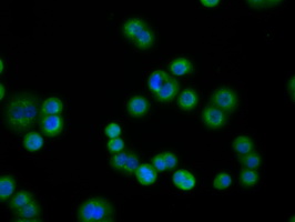 PDE4A / PDE4 Antibody - Immunofluorescent staining of HT29 cells using anti-PDE4A mouse monoclonal antibody.