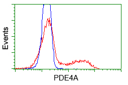 PDE4A / PDE4 Antibody - HEK293T cells transfected with either overexpress plasmid (Red) or empty vector control plasmid (Blue) were immunostained by anti-PDE4A antibody, and then analyzed by flow cytometry.