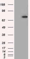 PDE4A / PDE4 Antibody - HEK293T cells were transfected with the pCMV6-ENTRY control (Left lane) or pCMV6-ENTRY PDE4A (Right lane) cDNA for 48 hrs and lysed. Equivalent amounts of cell lysates (5 ug per lane) were separated by SDS-PAGE and immunoblotted with anti-PDE4A.