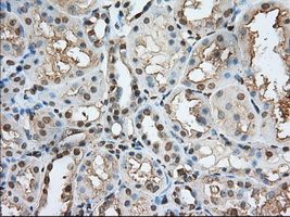 PDE4A / PDE4 Antibody - Immunohistochemical staining of paraffin-embedded Human Kidney tissue using anti-PDE4A mouse monoclonal antibody. (Dilution 1:50).