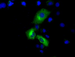 PDE4A / PDE4 Antibody - Anti-PDE4A mouse monoclonal antibody  immunofluorescent staining of COS7 cells transiently transfected by pCMV6-ENTRY PDE4A.
