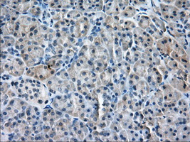 PDE4A / PDE4 Antibody - IHC of paraffin-embedded Human pancreas tissue using anti-PDE4A mouse monoclonal antibody. (Dilution 1:50).