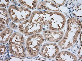 PDE4A / PDE4 Antibody - Immunohistochemical staining of paraffin-embedded Human Kidney tissue using anti-PDE4A mouse monoclonal antibody. (Dilution 1:50).