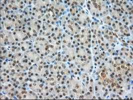 PDE4A / PDE4 Antibody - Immunohistochemical staining of paraffin-embedded Human pancreas tissue using anti-PDE4A mouse monoclonal antibody. (Dilution 1:50).