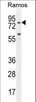 PDE4B Antibody - PDE4B Antibody western blot of Ramos cell line lysates (35 ug/lane). The PDE4B antibody detected the PDE4B protein (arrow).