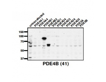 PDE4B Antibody - Western blot of PDE4B antibody (1:2,000) against lysate from COS cells transfected with the indicated human PDE isoform.