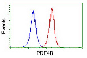 PDE4B Antibody - Flow cytometry of Jurkat cells, using anti-PDE4B antibody (Red), compared to a nonspecific negative control antibody (Blue).
