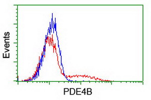 PDE4B Antibody - HEK293T cells transfected with either overexpress plasmid (Red) or empty vector control plasmid (Blue) were immunostained by anti-PDE4B antibody, and then analyzed by flow cytometry.
