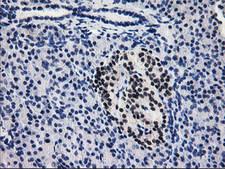 PDE4B Antibody - IHC of paraffin-embedded Human pancreas tissue using anti-PDE4B mouse monoclonal antibody.