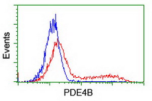 PDE4B Antibody - HEK293T cells transfected with either overexpress plasmid (Red) or empty vector control plasmid (Blue) were immunostained by anti-PDE4B antibody, and then analyzed by flow cytometry.