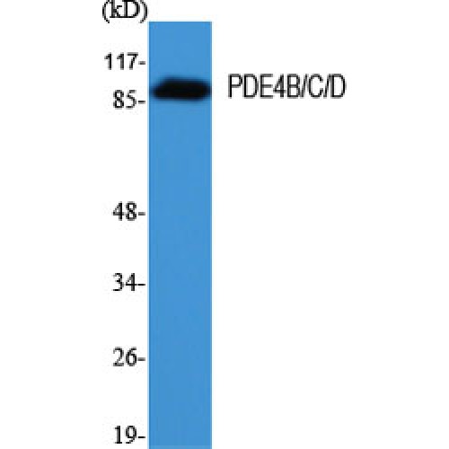 PDE4B+C+D Antibody - Western blot of PDE4B/C/D antibody