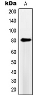 PDE4B+C+D Antibody - Western blot analysis of PDE4B/C/D expression in HeLa (A) whole cell lysates.