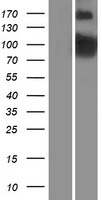 PDE4B Protein - Western validation with an anti-DDK antibody * L: Control HEK293 lysate R: Over-expression lysate