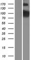 PDE4B Protein - Western validation with an anti-DDK antibody * L: Control HEK293 lysate R: Over-expression lysate