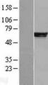 PDE4B Protein - Western validation with an anti-DDK antibody * L: Control HEK293 lysate R: Over-expression lysate