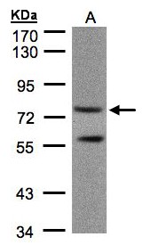 PDE4C Antibody - Sample (30 ug of whole cell lysate). A:293T. 7.5% SDS PAGE. PDE4C antibody diluted at 1:1000