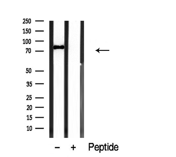 PDE4C Antibody - Western blot analysis of extracts of various smaple using Histone H3 antibody.