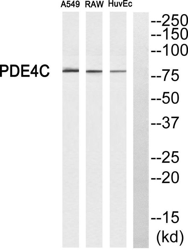 PDE4C Antibody - Western blot analysis of extracts from A549 cells, RAW264.7 cells and HuvEc cells, using PDE4C antibody.