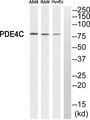PDE4C Antibody - Western blot analysis of extracts from A549 cells, RAW264.7 cells and HuvEc cells, using PDE4C antibody.