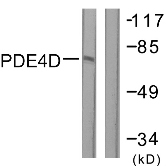 PDE4D Antibody - Western blot analysis of lysates from K562 cells, treated with H2O2 100uM 30', using PDE4D Antibody. The lane on the right is blocked with the synthesized peptide.