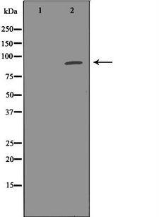 PDE4D Antibody - Western blot analysis of extracts of mouse brain tissue using PDE4D antibody. The lane on the left is treated with the antigen-specific peptide.