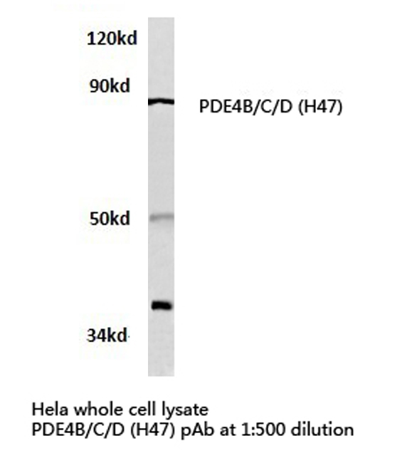 PDE4D Antibody - Western blot of PDE4B/C/D (H47) pAb in extracts from HeLa cells.